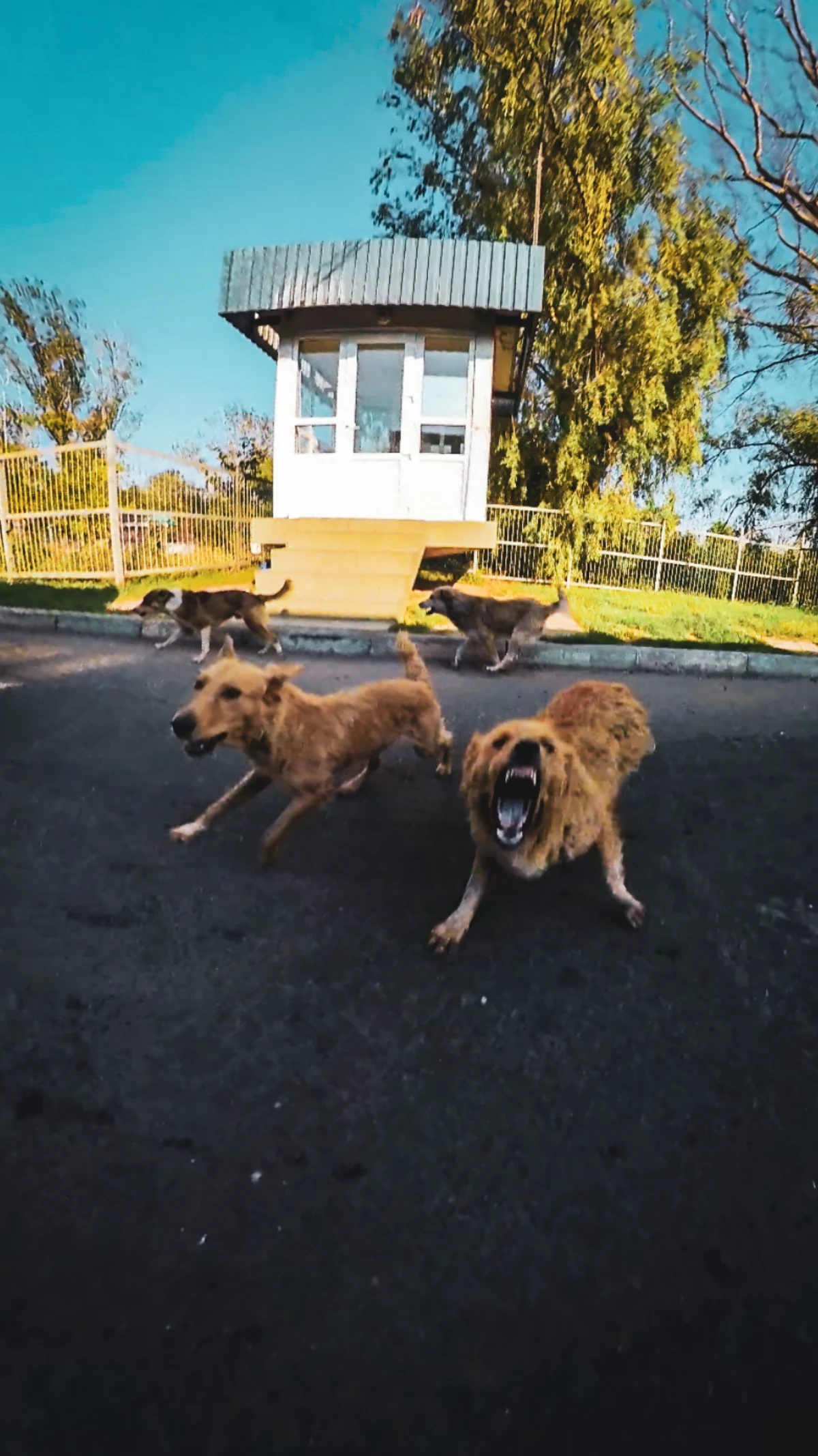 Attaque de chiens à la frontière Roumaine-Moldave