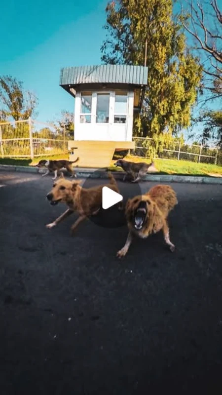Attaque de chiens frontière Moldave
