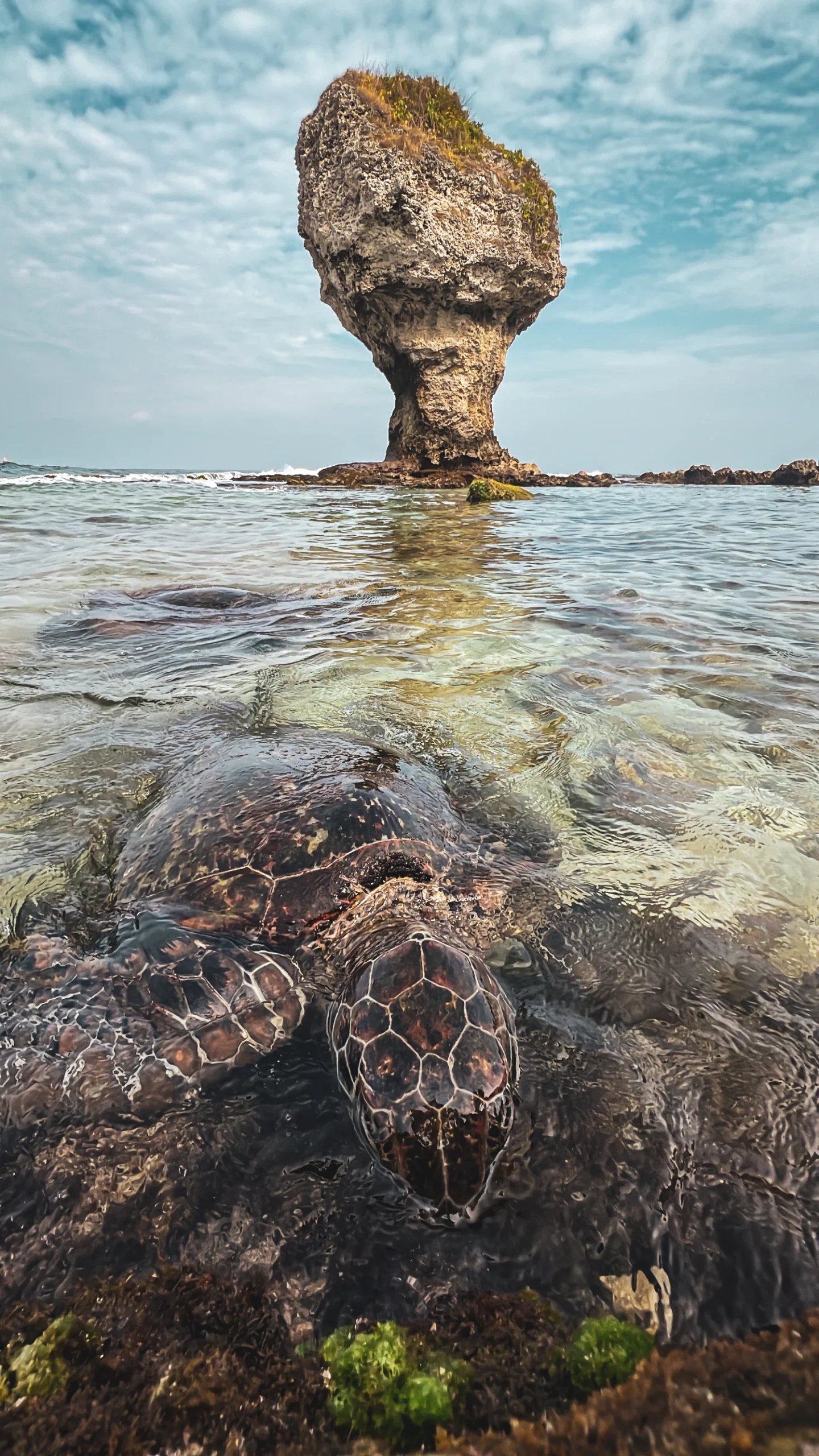 Liuqiu Island Taiwan sea turtles
