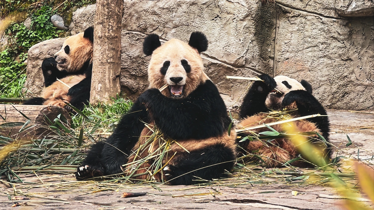 motorcycle travel China Bifengxia panda conservation center