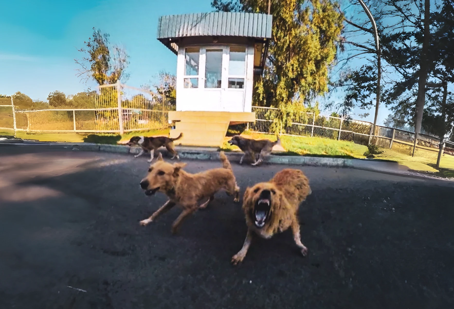 Near the Moldova border where the dog chase happened