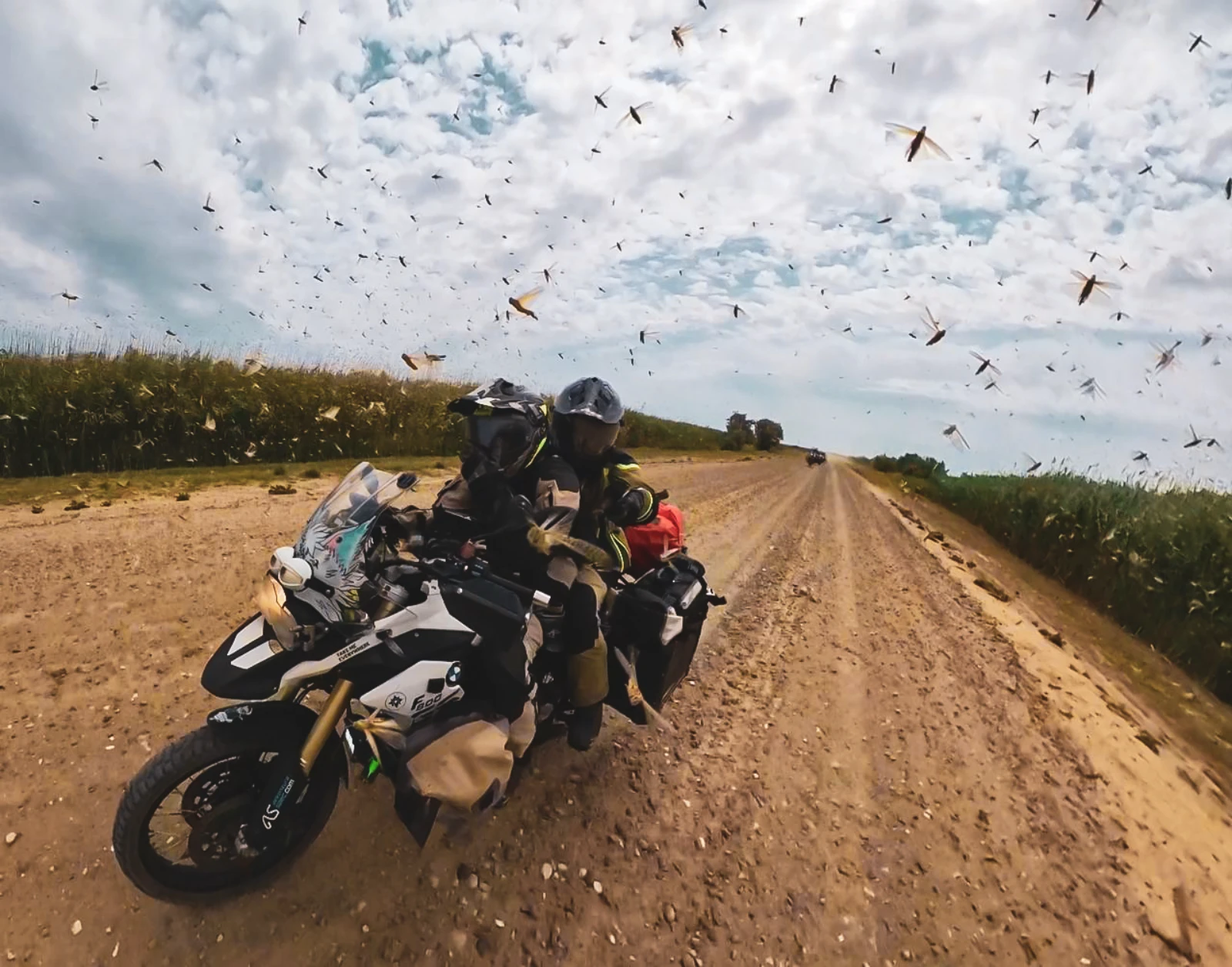 Riding through a swarm of locusts near Astrakhan, Russia